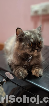 Persian Cat (Female)